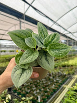 5" Scindapsus 'Green Anaconda' -  Canopy Plant Co.
