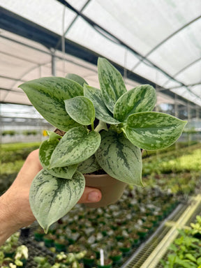 5" Scindapsus 'Green Anaconda' -  Canopy Plant Co.
