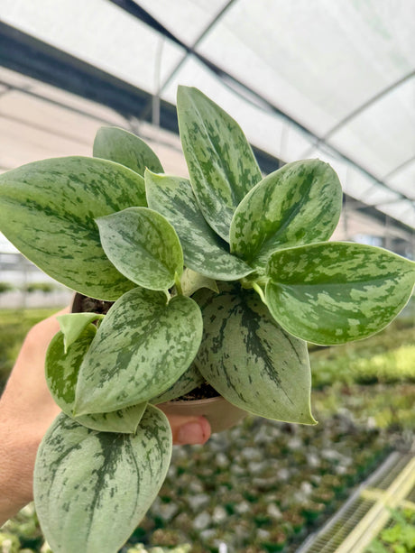 5" Scindapsus 'Green Anaconda' -  Canopy Plant Co.