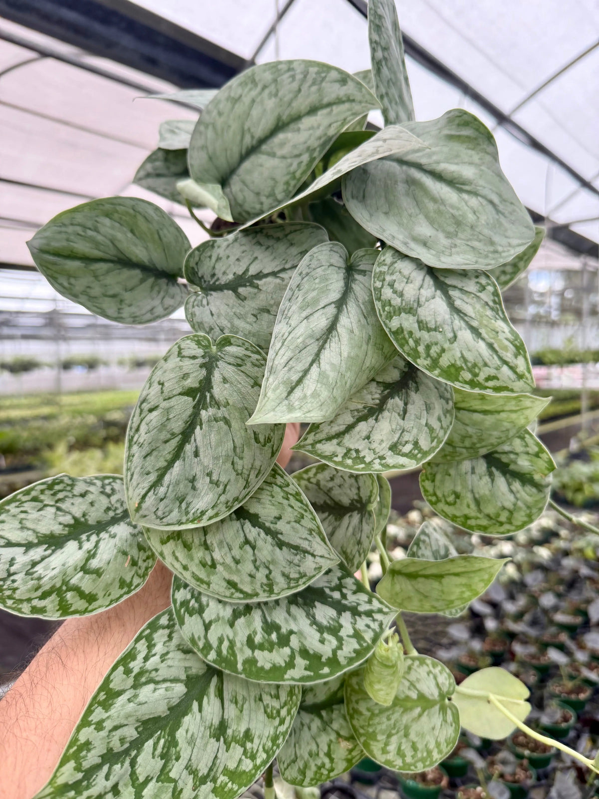 Scindapsus – Canopy Plant Co.