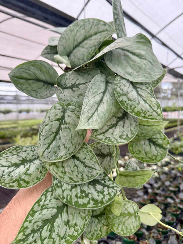 5” Scindapsus ‘Silver Splash’ -  Canopy Plant Co.