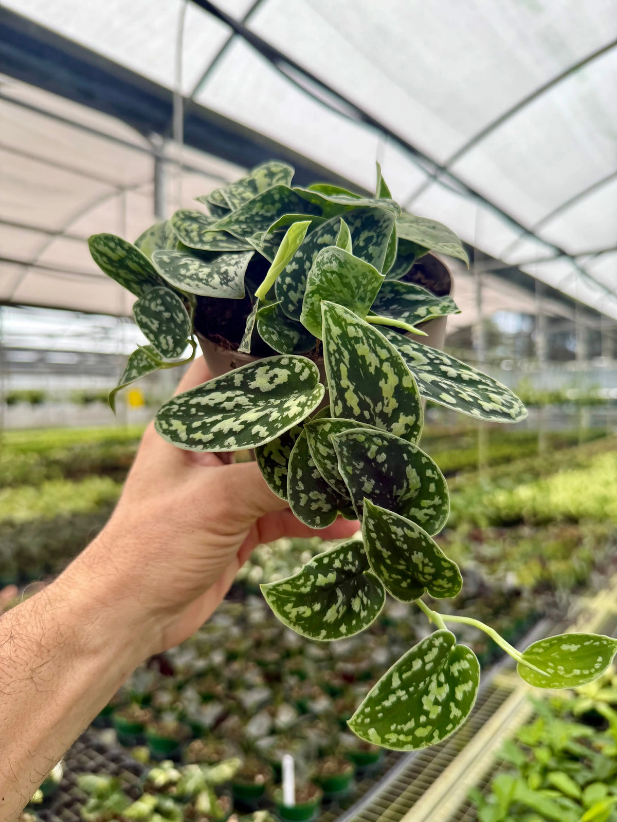 Scindapsus – Canopy Plant Co.