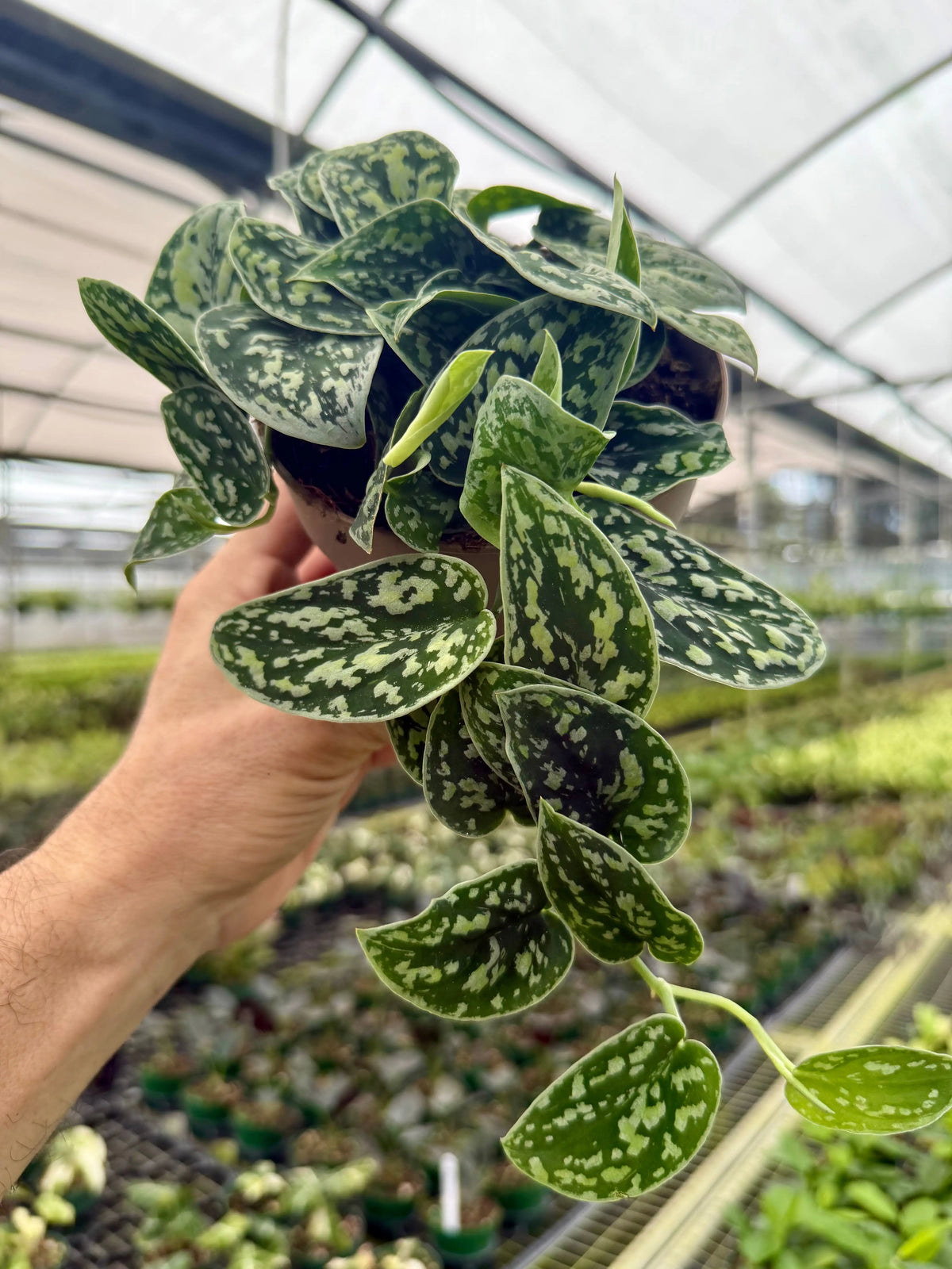 Scindapsus – Canopy Plant Co.