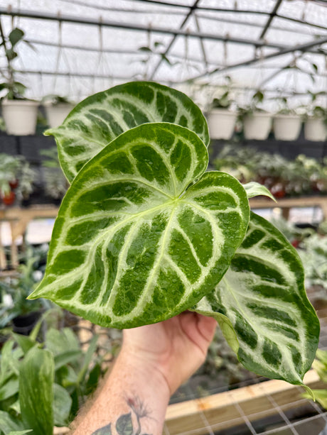 5" Anthurium 'Silver Blush' - Canopy Plant Co.