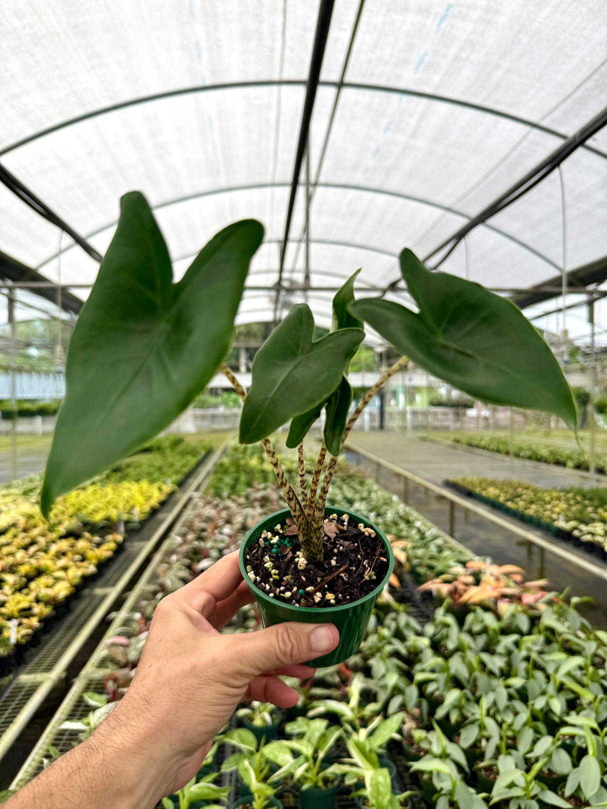 4” Alocasia 'Zebrina'