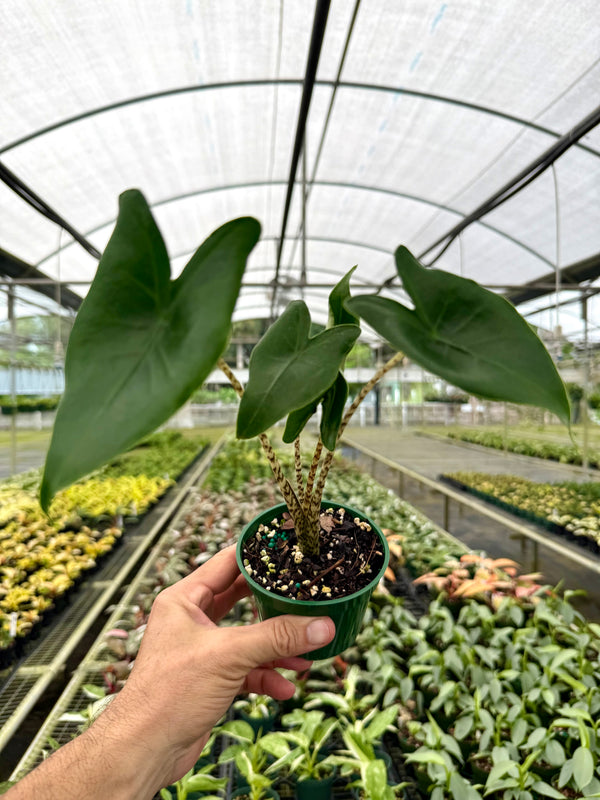 zebrina plant indoor 4” Alocasia 'Zebrina' – Canopy Plant Co