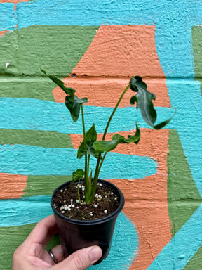 4" Alocasia ‘Teletubbies' - Canopy Plant Co.