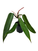 4” Philodendron Bicolor