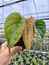 4” Anthurium radicans x luxurians