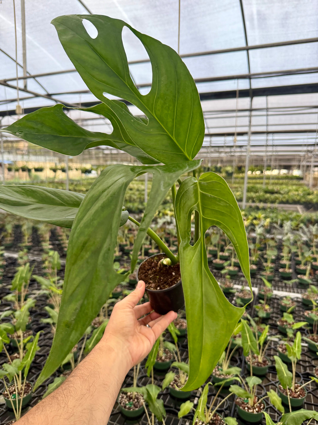 4" Monstera obliqua sp. Colombia