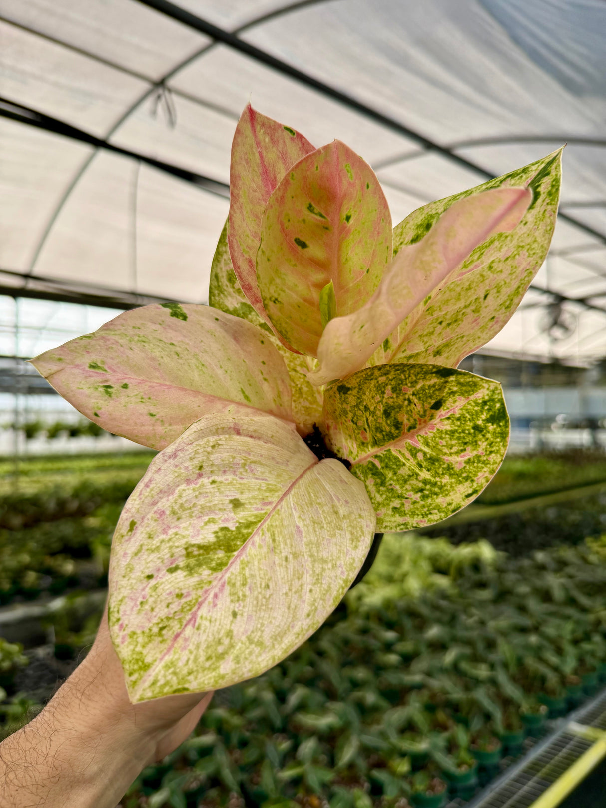 4” Aglaonema 'Pink Emerald'