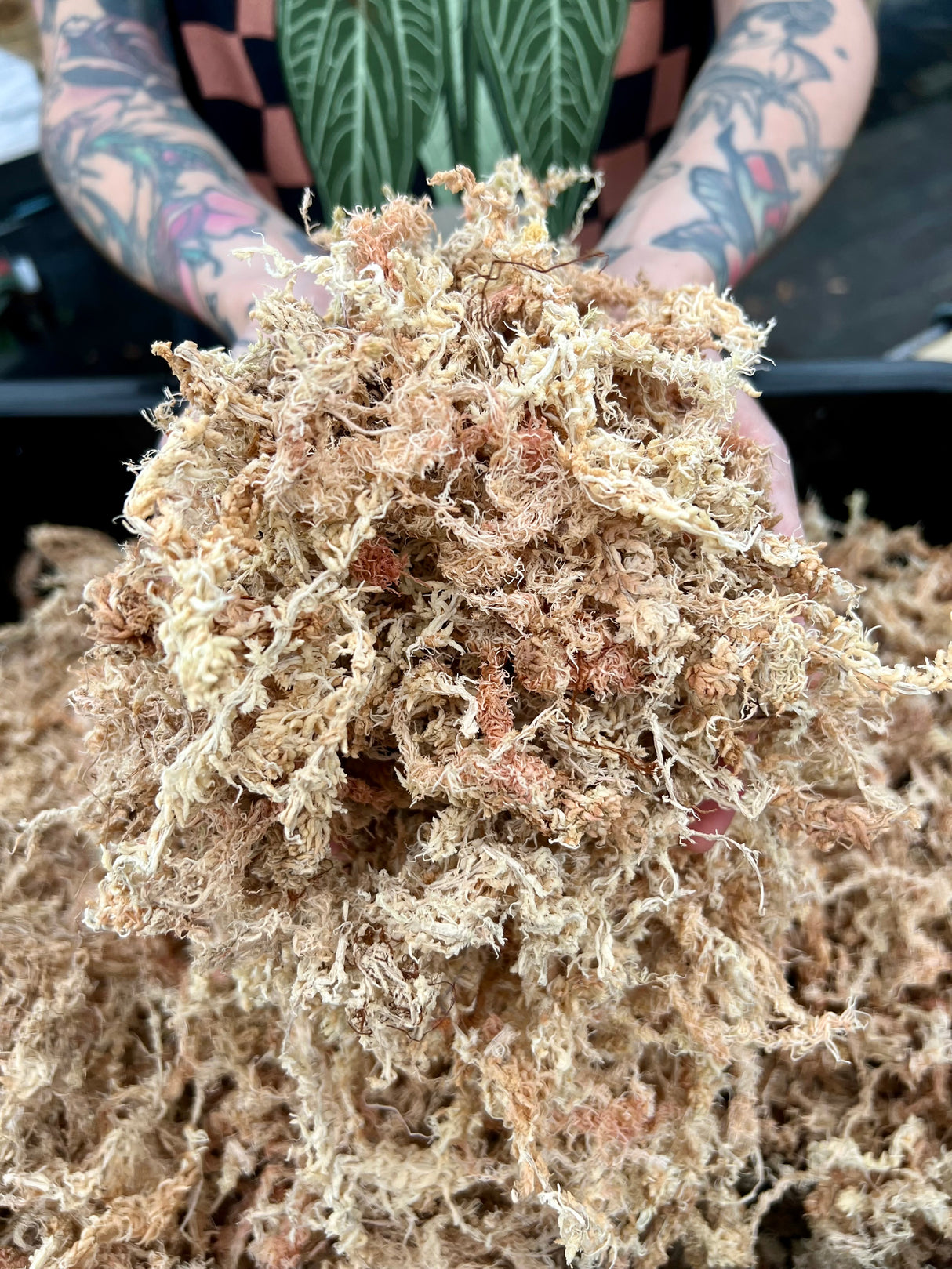 Premium New Zealand Sphagnum Moss (1 gallon)