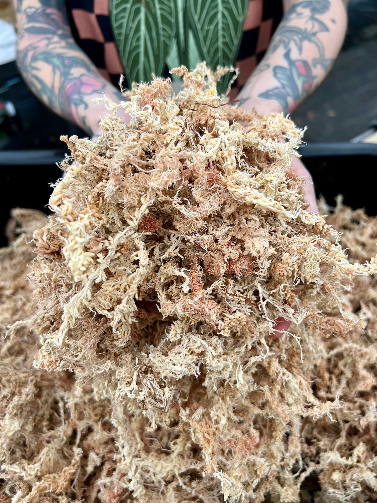 Premium New Zealand Sphagnum Moss (1 gallon)
