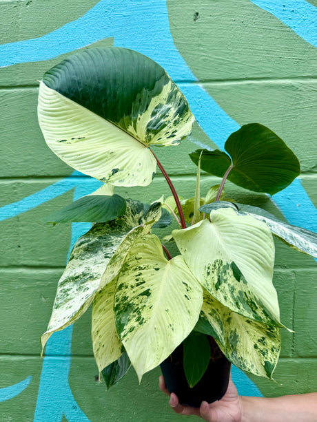 6” Homalomena rubescens variegated - Canopy Plant Co.