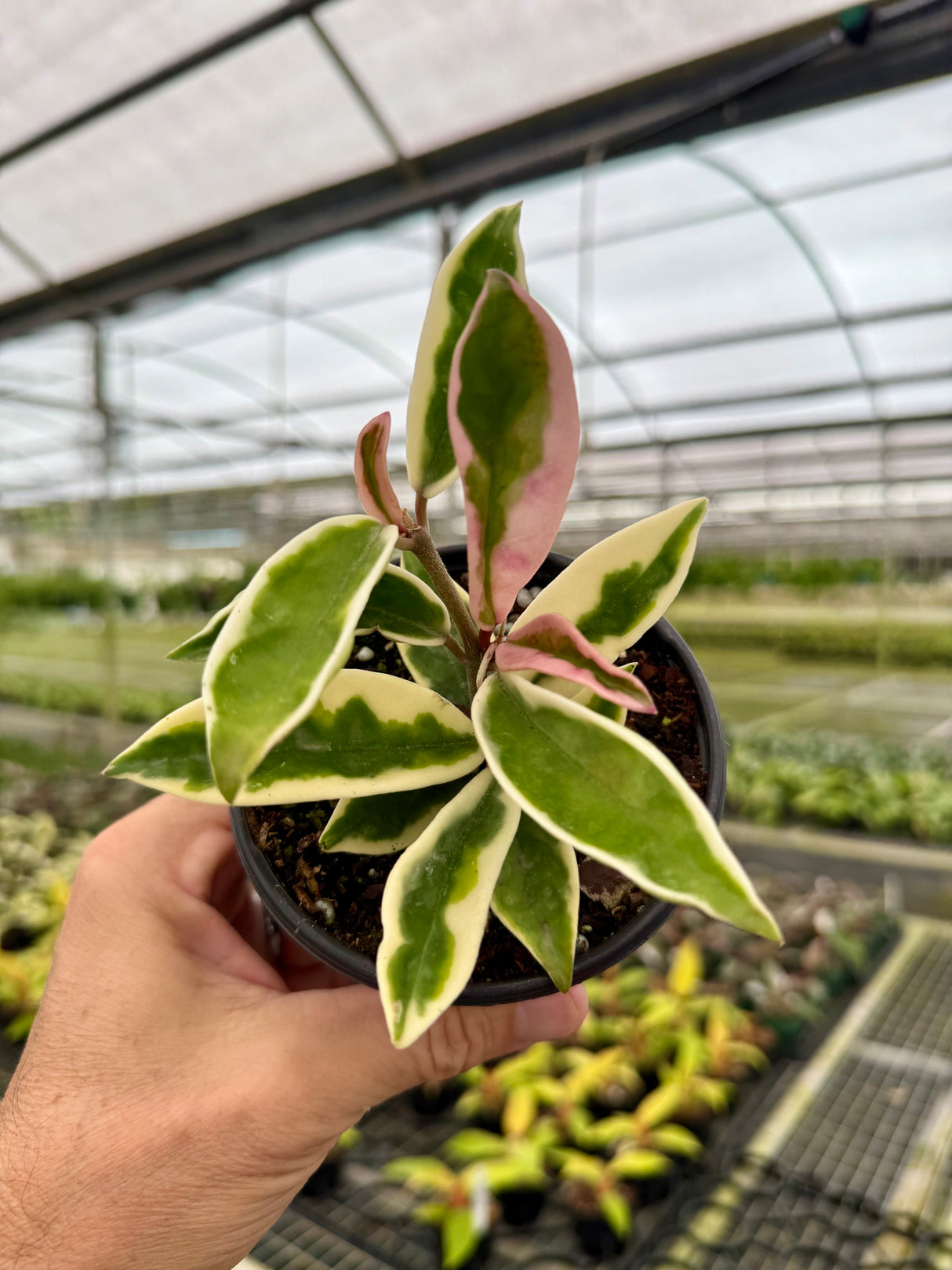 4" Hoya 'Krinkle' outer variegated