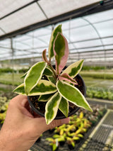 4" Hoya 'Krinkle' outer variegated