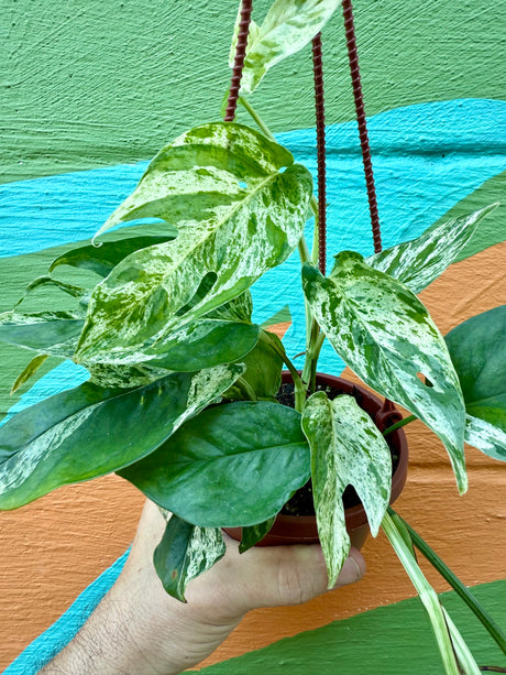 4” Epipremnum pinnatum 'Marble' hanging basket
