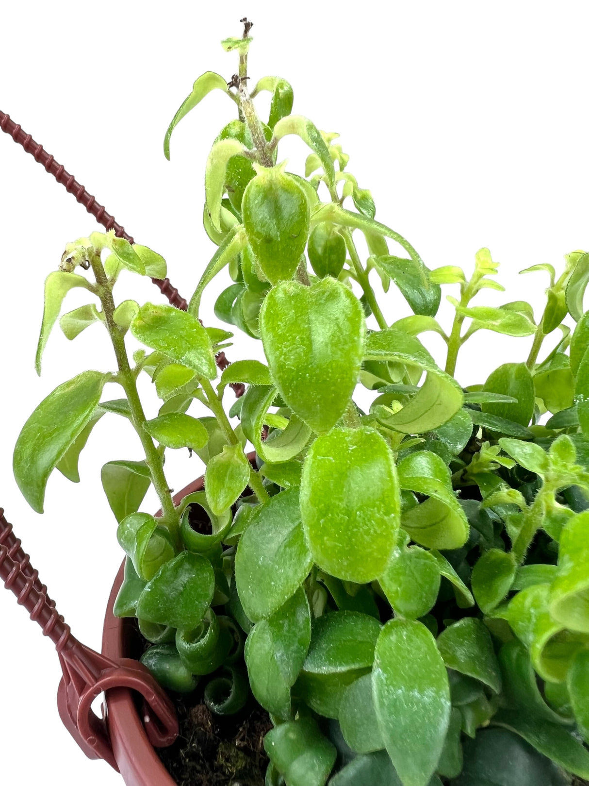 4" Aeschynanthus Rasta 'Curly Lipstick' hanging basket