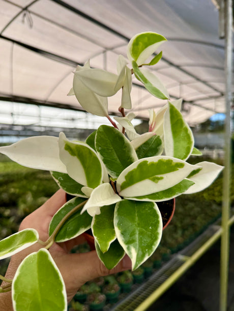 4" Hoya ‘Krimson Queen’