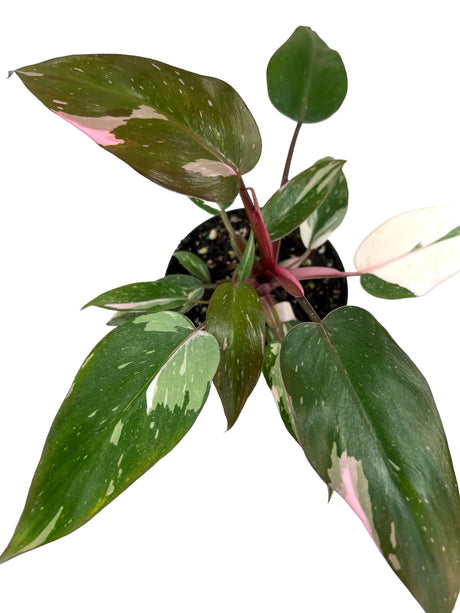 4” Philodendron Pink Princess (Marble)