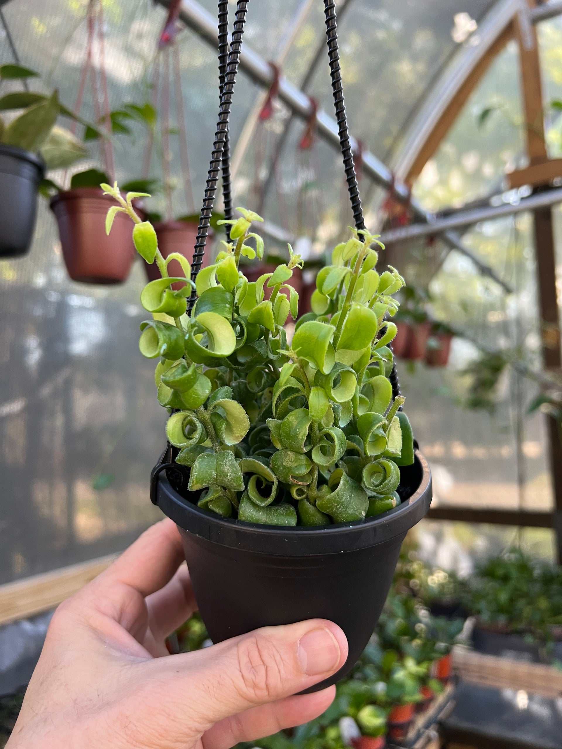 indoor hanging plants lowes 4" Aeschynanthus Rasta 'Curly Lipstick' hanging basket – Canopy Plant Co