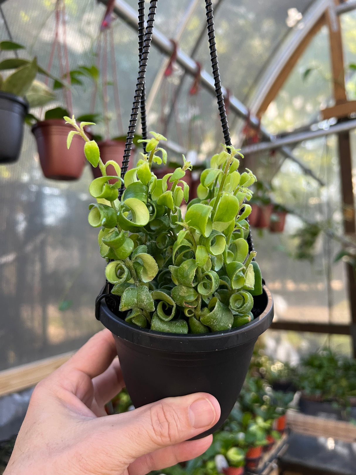 4" Aeschynanthus Rasta 'Curly Lipstick' hanging basket