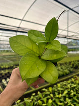 4" Hoya fungii