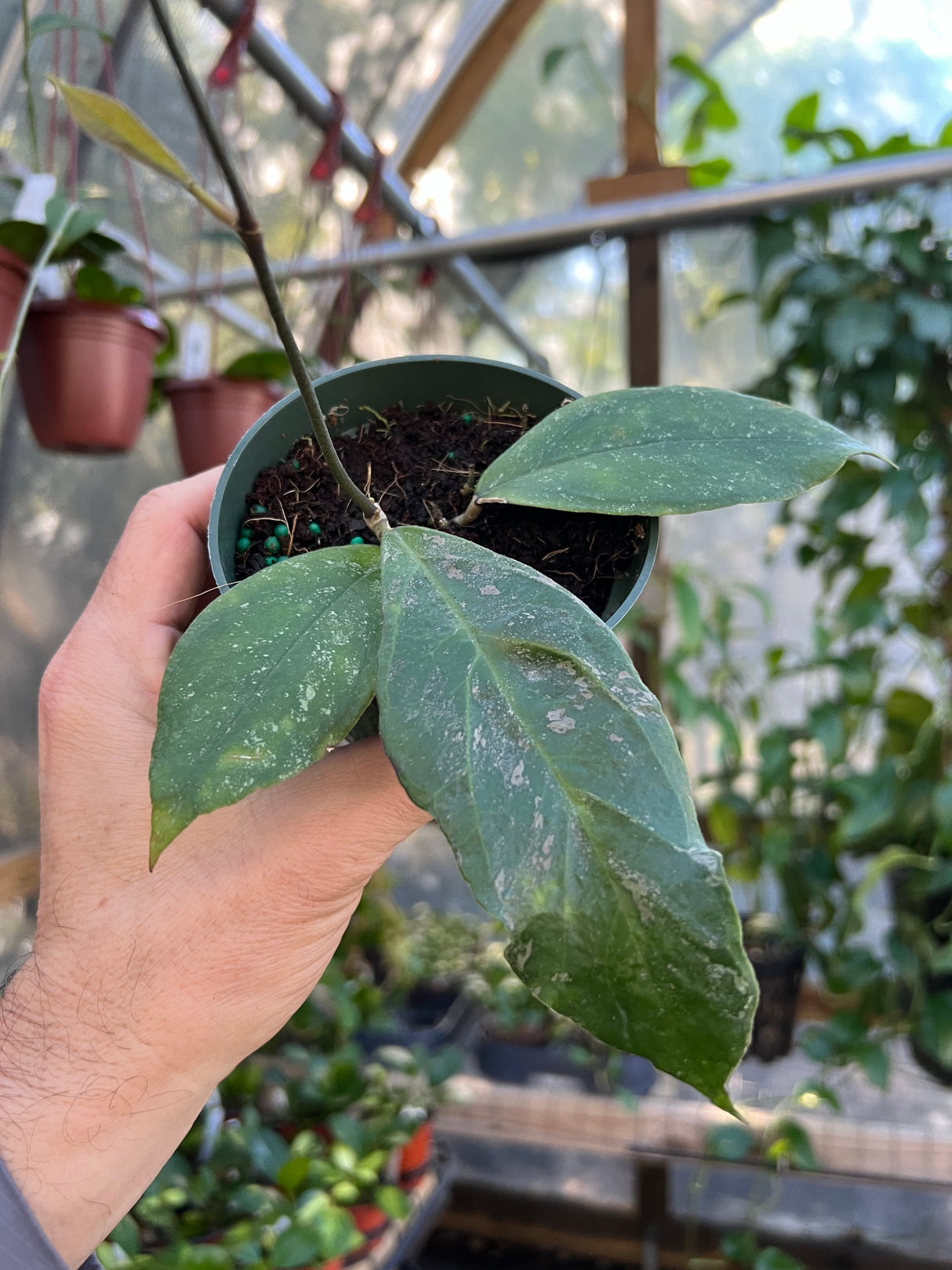 4” Hoya Chicken Farm