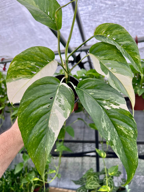 4" Epipremnum pinnatum albo (variegated) - Canopy Plant Co.