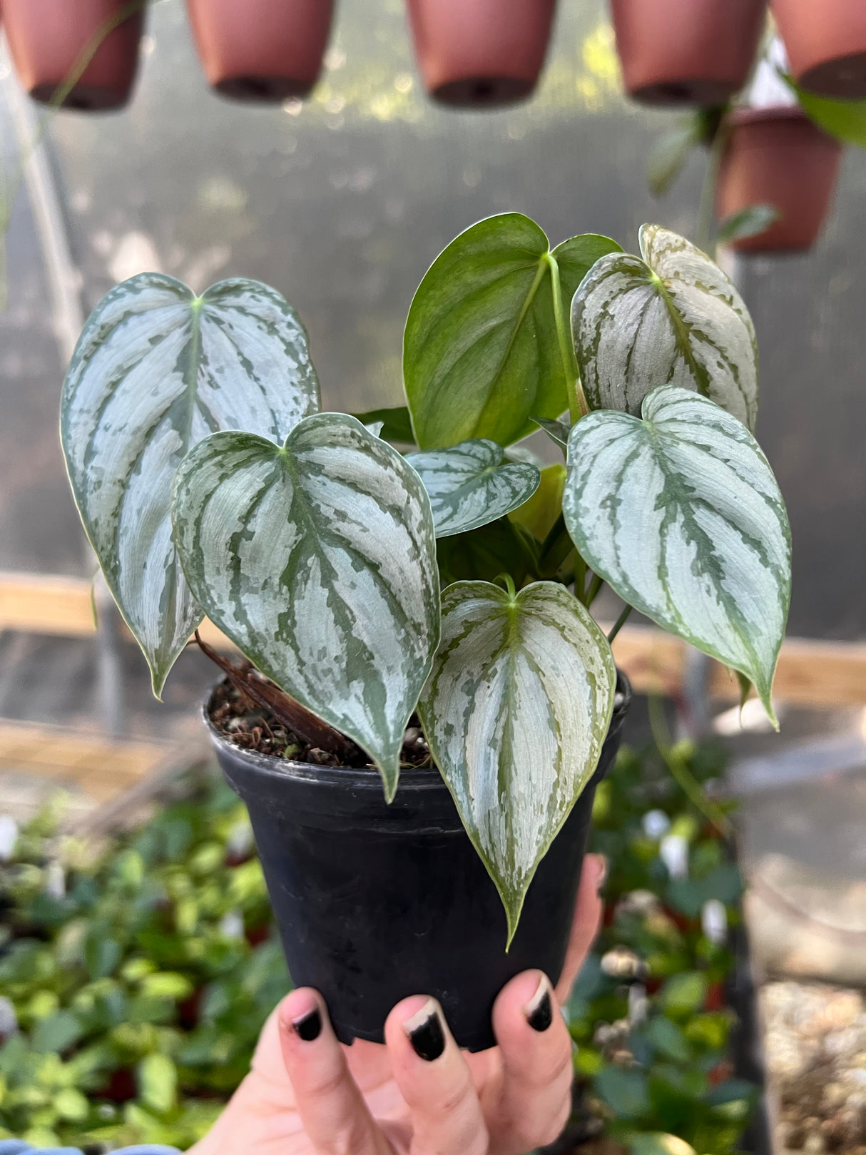 4" Philodendron brandtianum