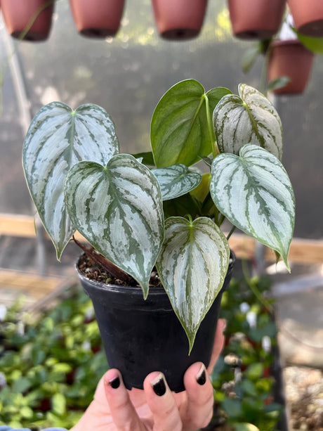 4" Philodendron brandtianum