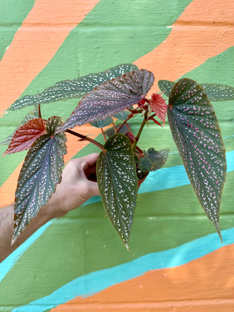 4” Begonia ‘Benigo Pink’