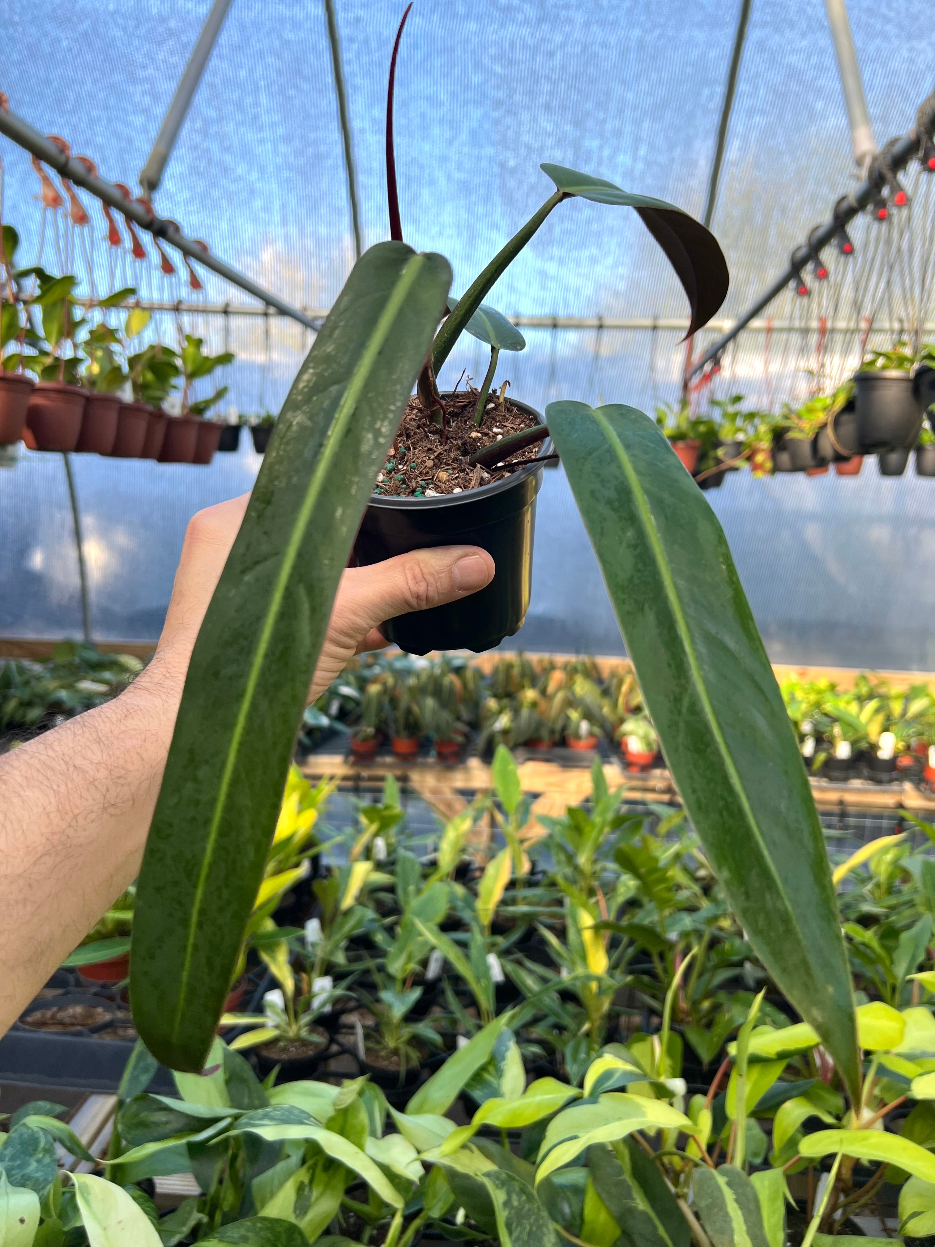 Philodendron 2024 Bicolor