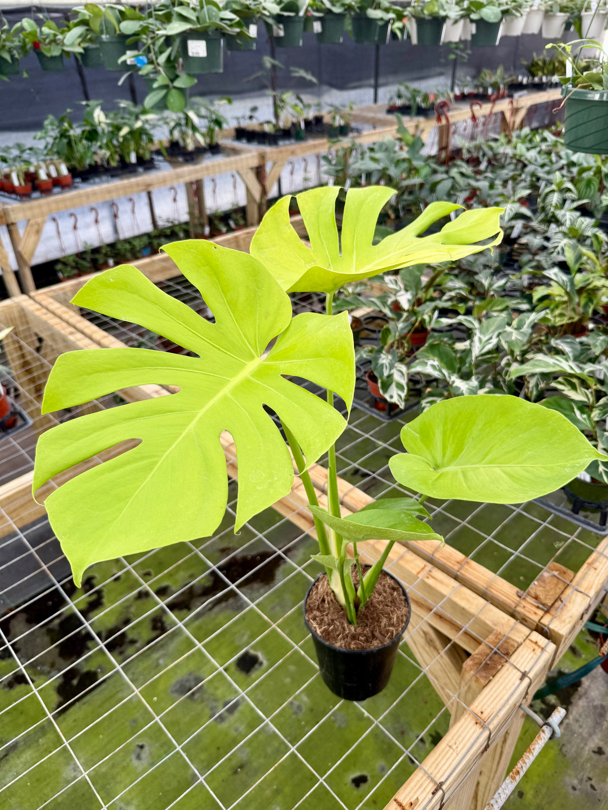 6" Monstera deliciosa 'Lemon Lime'