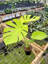 6" Monstera deliciosa 'Lemon Lime'