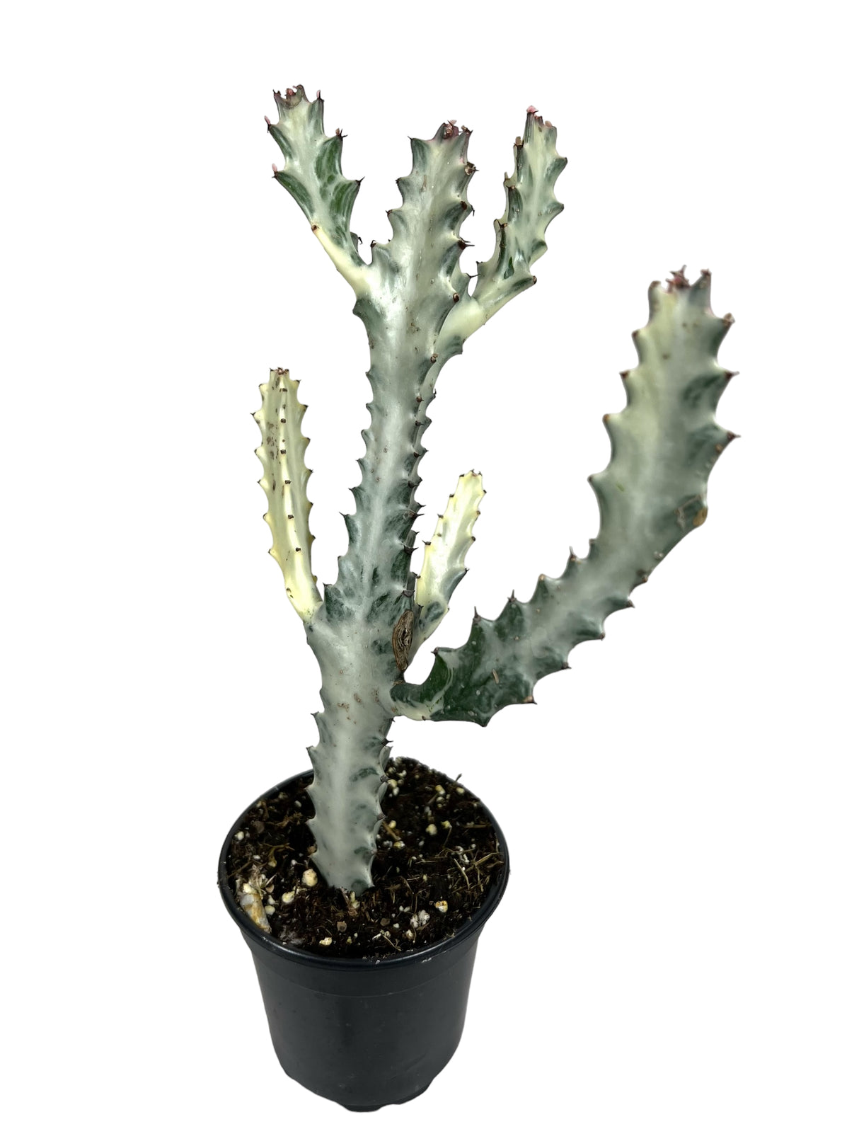 4" Euphorbia lactea 'Ghost Cactus'