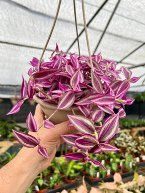 6" Tradescantia Pink Paradise hanging basket - Canopy Plant Co.