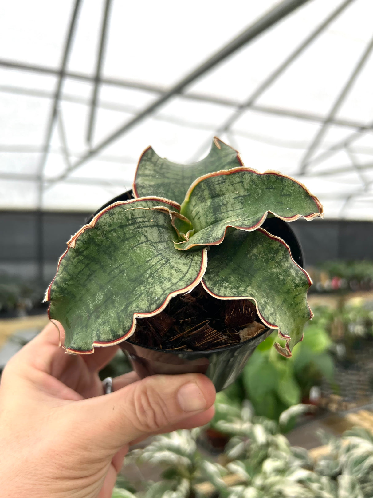 4" Sansevieria kirkii 'Silver Blue'