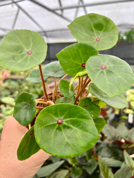 4" Begonia conchifolia var. rubrimacula - Canopy Plant Co.