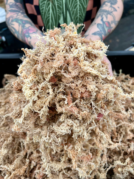 Premium New Zealand Sphagnum Moss (1 gallon) - Canopy Plant Co.