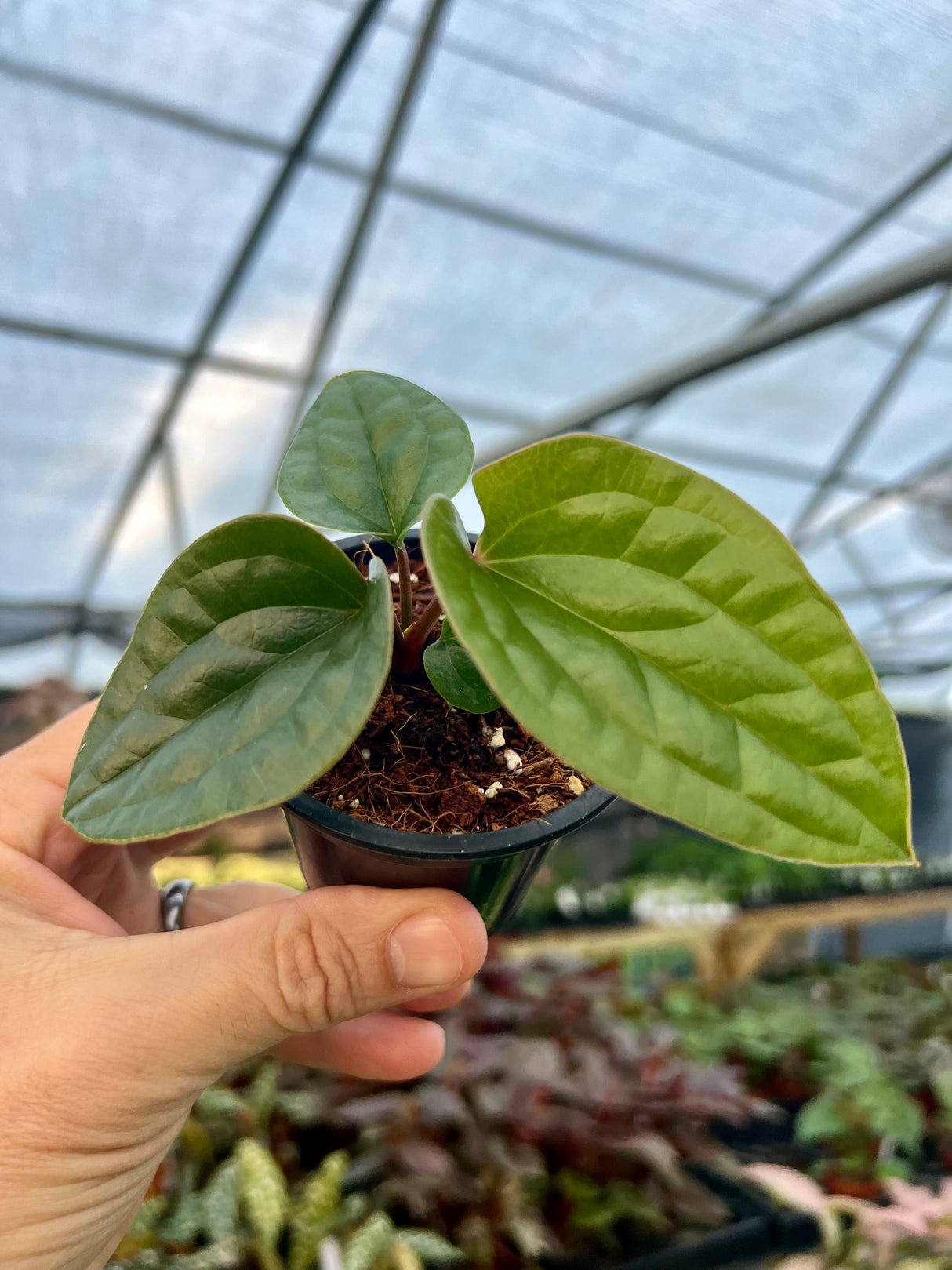 3” Anthurium radicans x luxurians