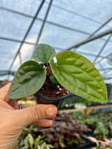 3” Anthurium radicans x luxurians