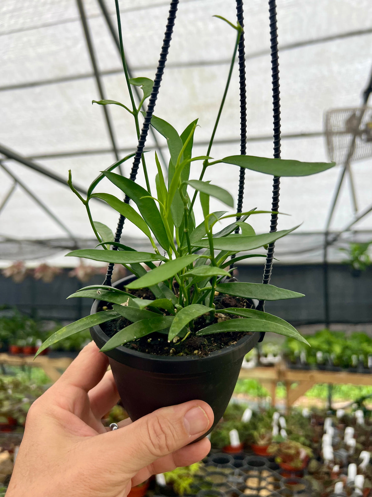 4" Hoya longifolia hanging basket