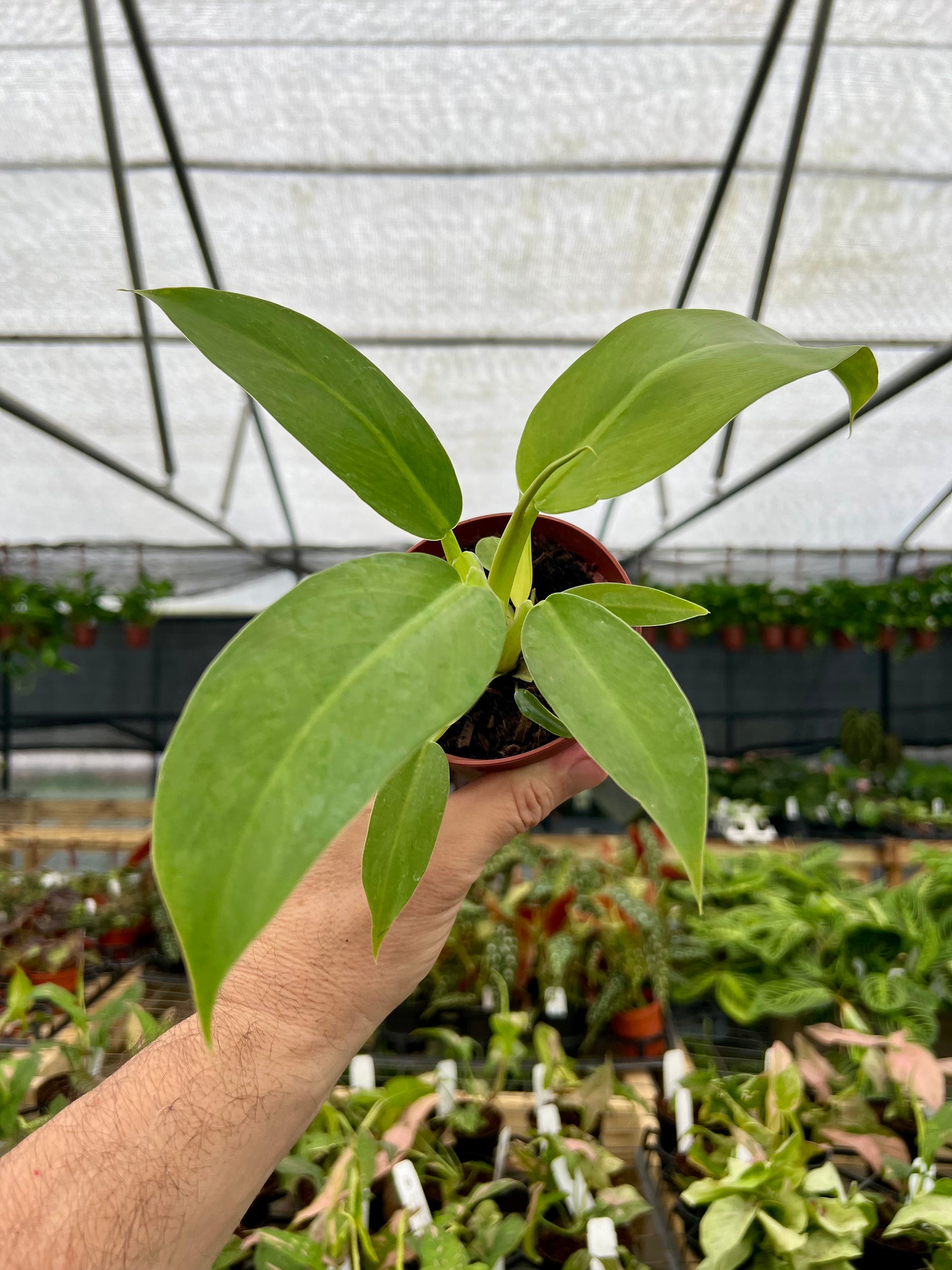 philodendron katherine 4" Philodendron panduriforme – Canopy Plant Co