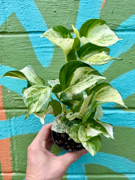 4" Pothos ‘Manjula’ - Canopy Plant Co.