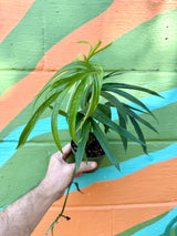 4” Amydrium zippelianum