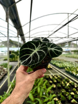 4" Alocasia ‘Ninja’
