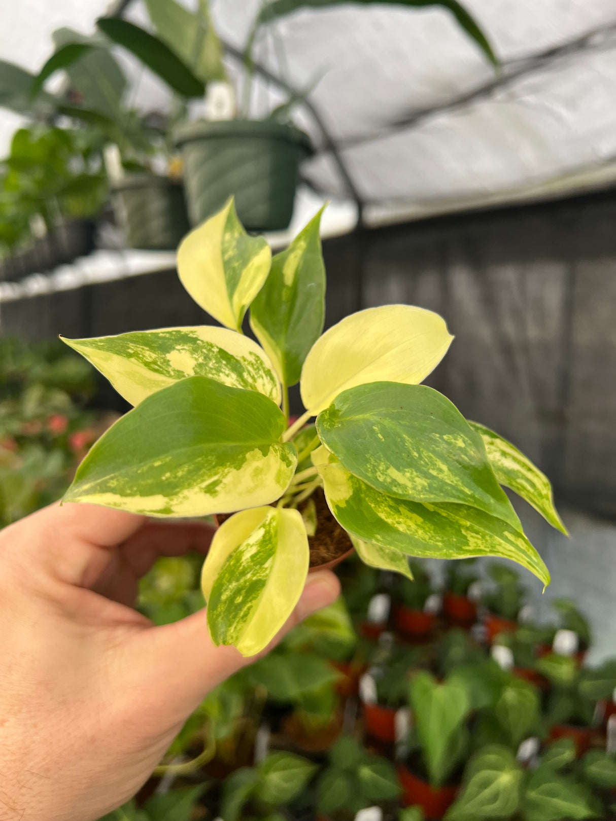 2" Philodendron Burle Marx variegated