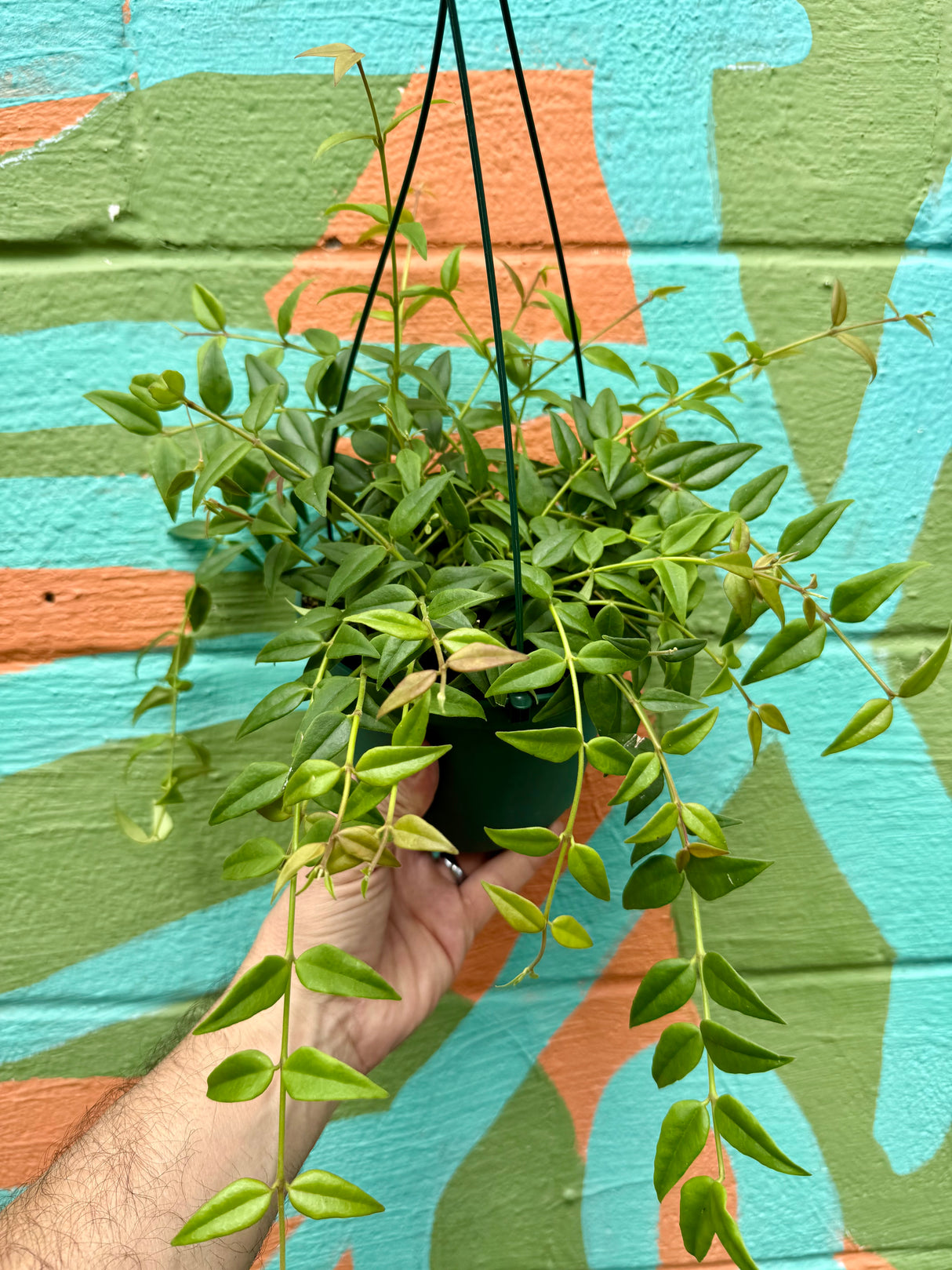 6" Hoya ‘Bella’ hanging basket