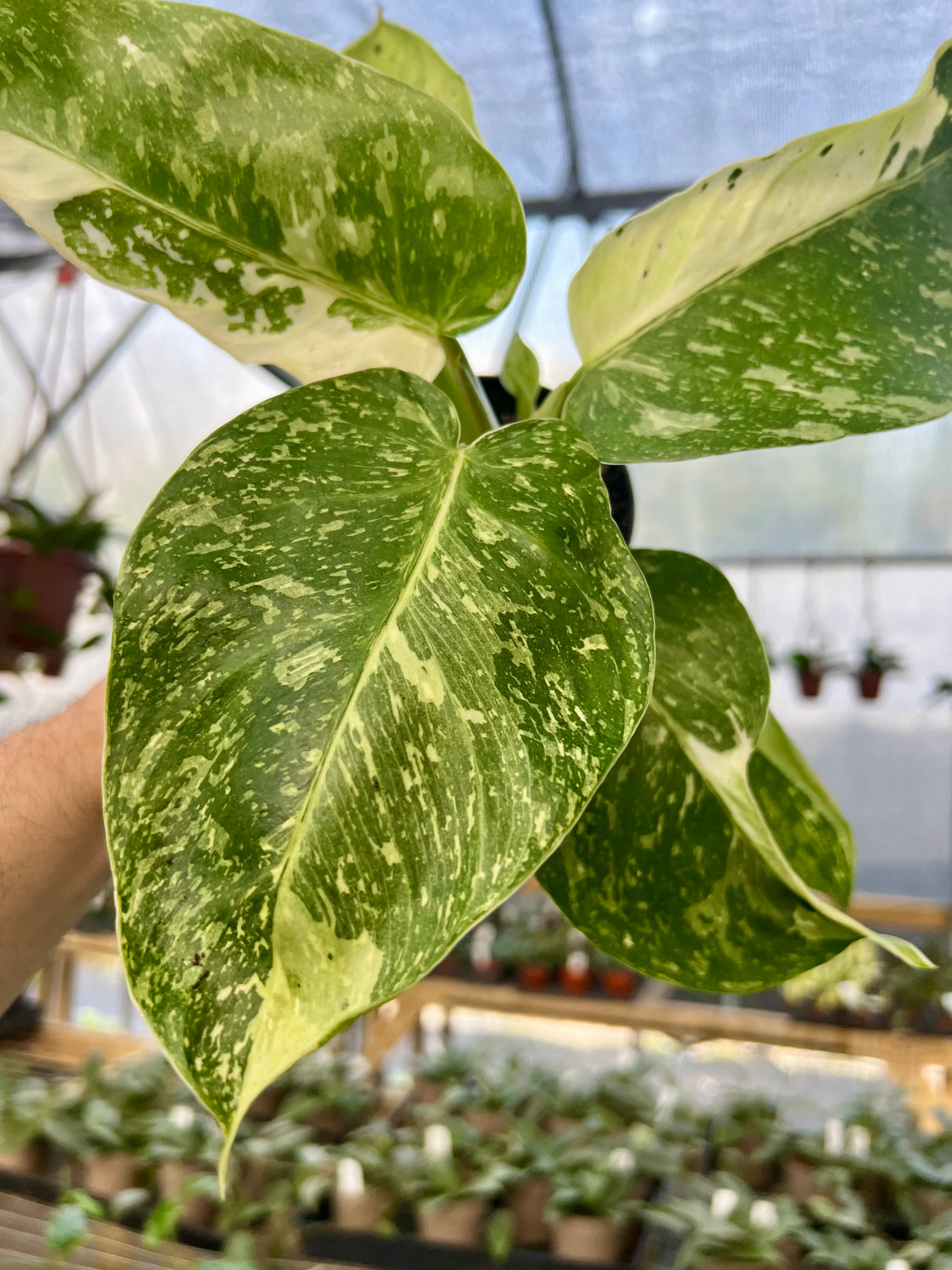 4" Philodendron Jose Buono